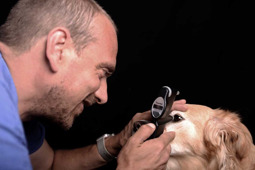 oculista veterinario specialista oftalmologo clinica veterinaria lazio roma molise roberto lombardi