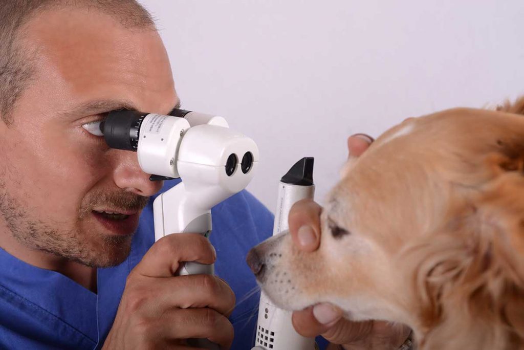 roberto lombardi veterinario oculista oftalmologo clinica veterinaria ambulatorio lazio molise cura animali occhio cane gatto